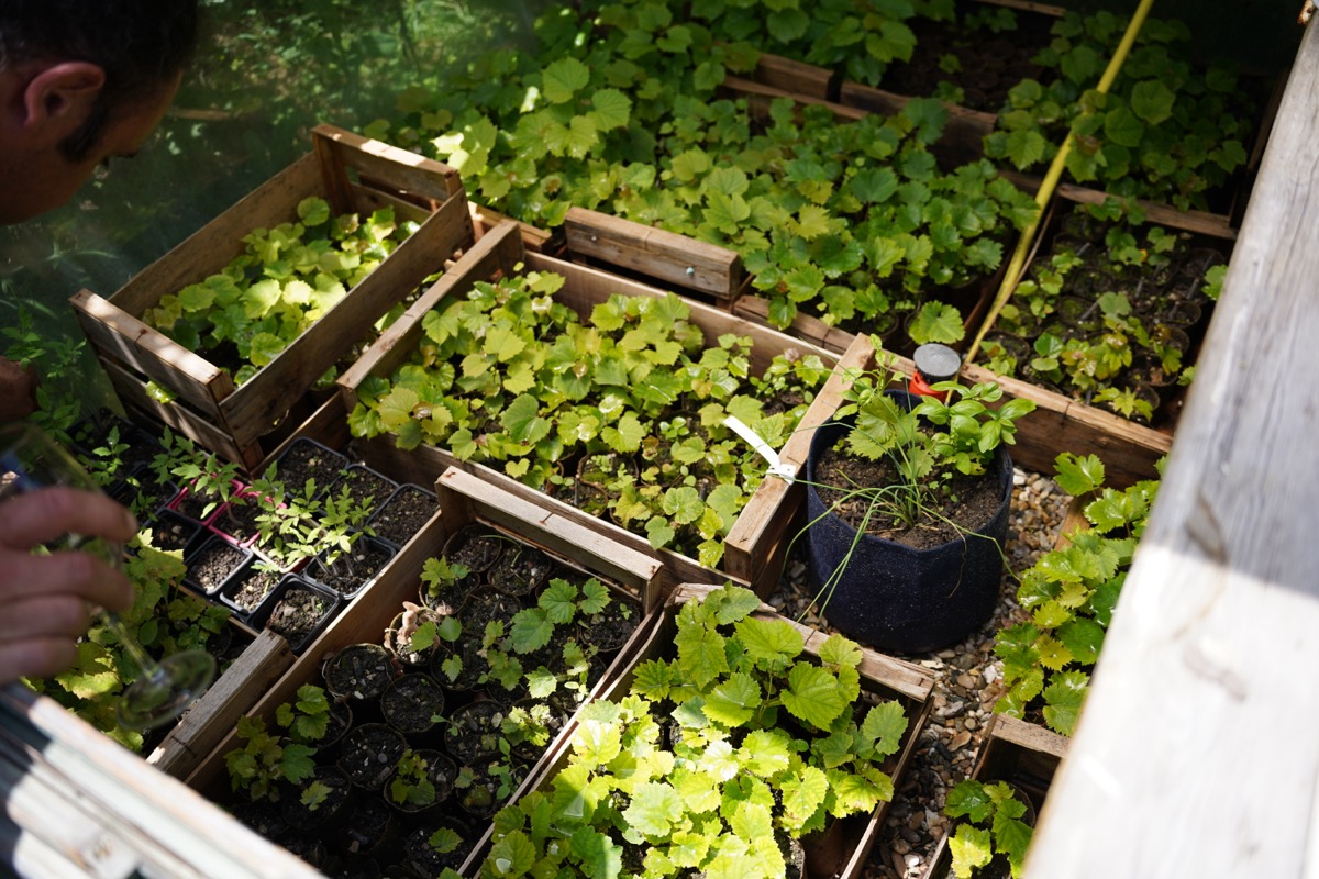 ポットで沢山の植物を育てるニコラ