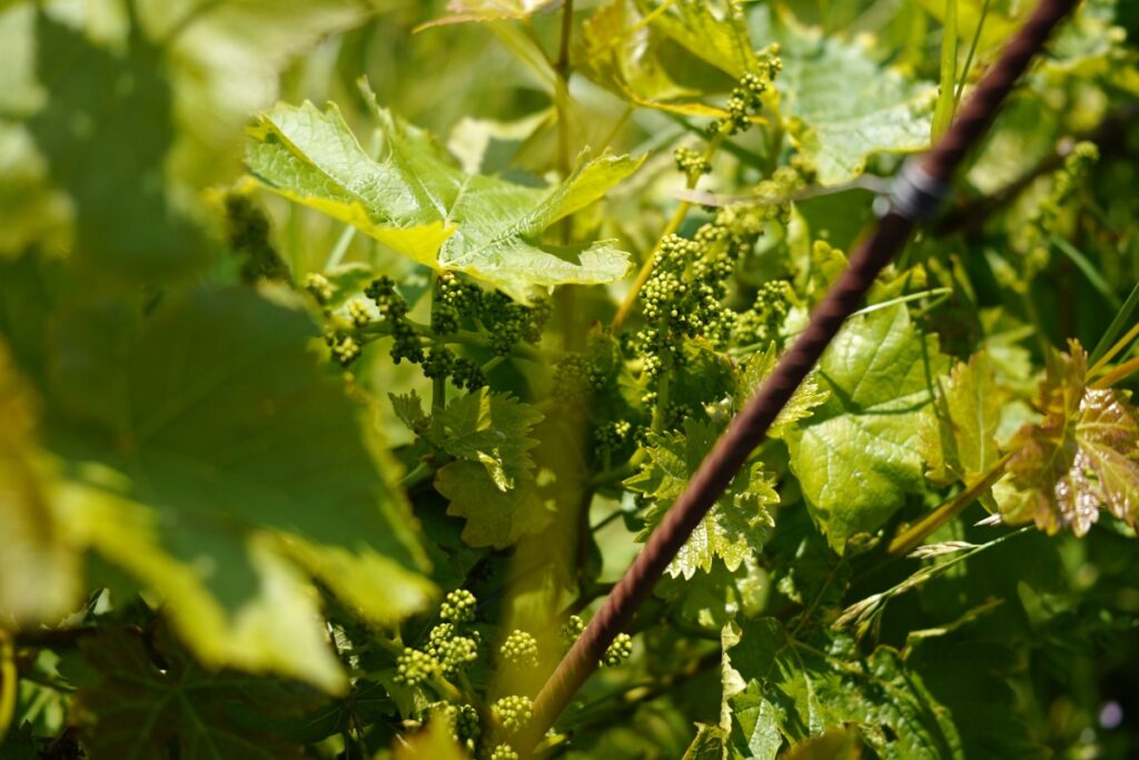 生命力あふれるメゾン リスナーのブドウ